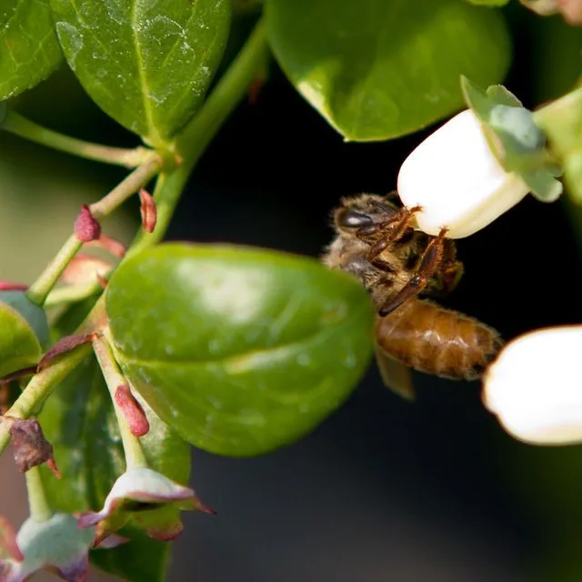 thumbnail for publication: A Guide to Selecting and Using Pesticides During the Blueberry Pollination Period: How Can We Reduce Risk to Pollinators?